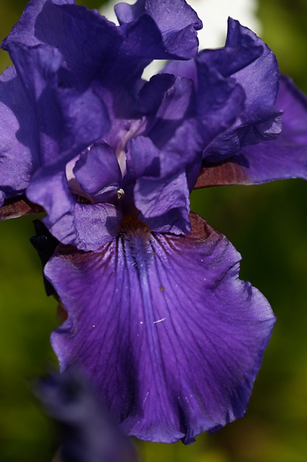 Jardin des Impressionnistes-MAI14-045